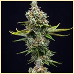 Green Crack x Somango Feminized Seeds featured image