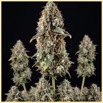Gruntz Autoflower Seeds featured image