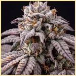 Gruntz Feminized Seeds additional image 1