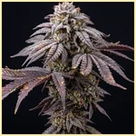 Gruntz Feminized Seeds featured image