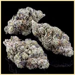 Gush Mints Feminized Seeds additional image 2