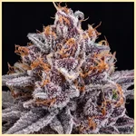 Gush Mints Feminized Seeds additional image 1