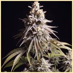 Gushers Autoflower Seeds featured image