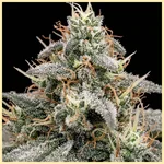 Gushers Feminized Seeds additional image 1