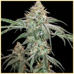 Gushers Feminized Seeds featured image