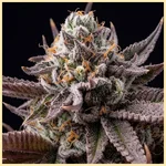 Hash Burger Feminized Seeds additional image 1