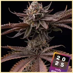 Hash Burger Feminized Seeds featured image