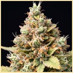 Haze Autoflower Seeds additional image 1
