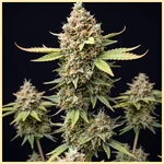 Haze Autoflower Seeds featured image