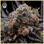 Hazy Girl Feminized Seeds additional image 2