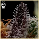 Hazy Girl Feminized Seeds additional image 3