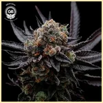 Hazy Girl Feminized Seeds additional image 1