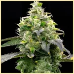 Hellfire OG Feminized Seeds additional image 2