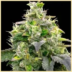 Hellfire OG Feminized Seeds additional image 1