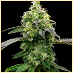 Hellfire OG Feminized Seeds featured image