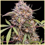 Persian Mix Pack Weed Seeds additional image 1