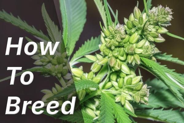 The Ultimate Beginner's Guide to Breeding Cannabis: From Seed to Strain