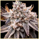 Ice Cream Cake X RS11 Feminized Seeds featured image