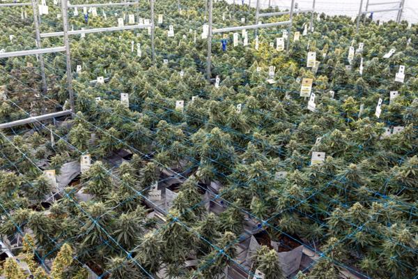 indoor grow facility with labeled cannabis flowering plants