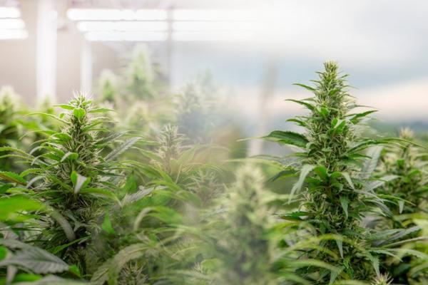 indoor vs outdoor cannabis cultivation