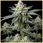 Jack Cookies Autoflower Seeds featured image