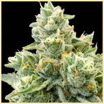 Jack Flash Feminized Seeds additional image 1