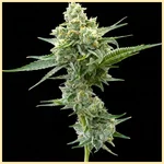 Jack Flash Feminized Seeds featured image