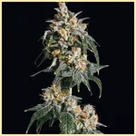 Amsterdam Mix Pack Weed Seeds additional image 3