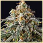 Jack Widow Feminized Seeds additional image 1