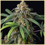 Jack Widow Feminized Seeds featured image