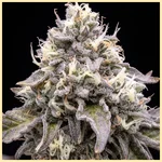 Jealousy Autoflower Seeds additional image 1