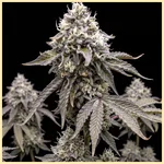 Jealousy Autoflower Seeds featured image