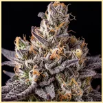 Jealousy Glue Feminized Seeds additional image 1