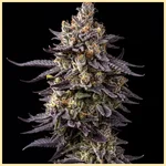 Jealousy Glue Feminized Seeds featured image