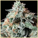 Jealousy Feminized Seeds additional image 2
