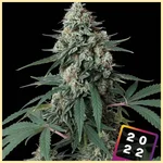 Jealousy Feminized Seeds featured image