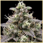 Killer Feminized Seeds additional image 1