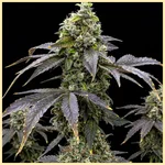 Killer Feminized Seeds featured image