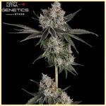 Knockout Feminized Seeds featured image