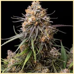 USA Mix Pack Weed Seeds additional image 1