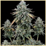 LA Kush Cake Autoflower Seeds featured image