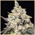 LA Kush Cake Feminized Seeds additional image 1