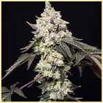 LA Kush Cake Feminized Seeds featured image