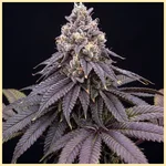 Larry Bird Feminized Seeds featured image