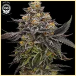 LCGellyz Feminized Seeds featured image