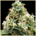 Lemon Autoflower Seeds additional image 1