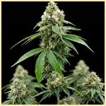 Lemon Autoflower Seeds featured image