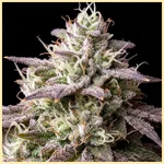 Lemon Bubble Feminized Seeds additional image 2