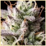 Lemon Bubble Feminized Seeds additional image 3
