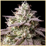 Lemon Bubble Feminized Seeds additional image 1